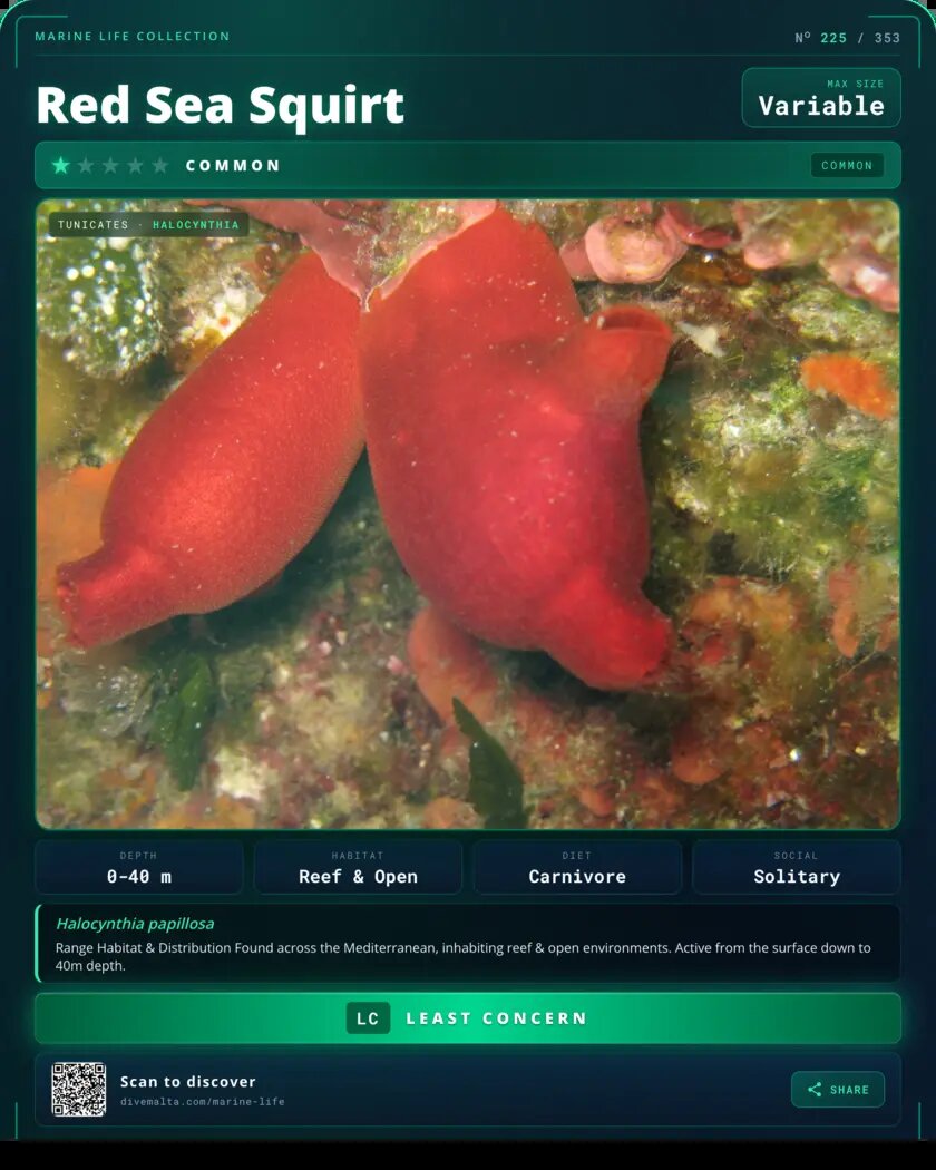 Red Sea Squirt species card