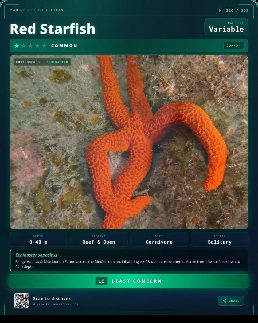 Red Starfish species card
