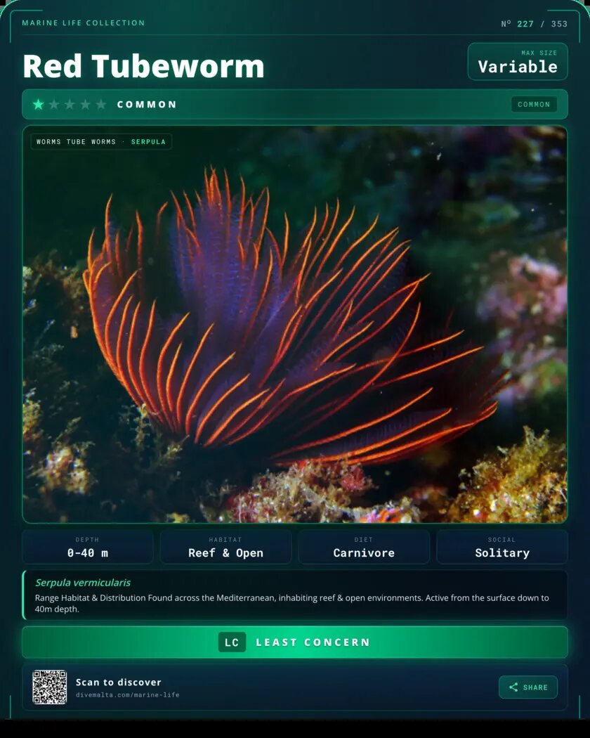 Red Tubeworm species card