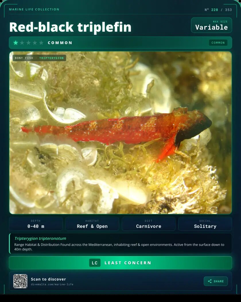 Red-black triplefin species card