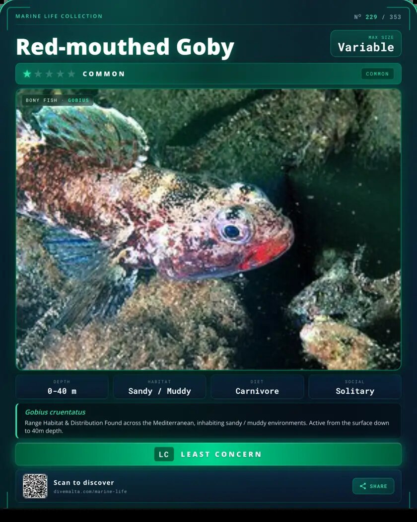 Red-mouthed Goby species card