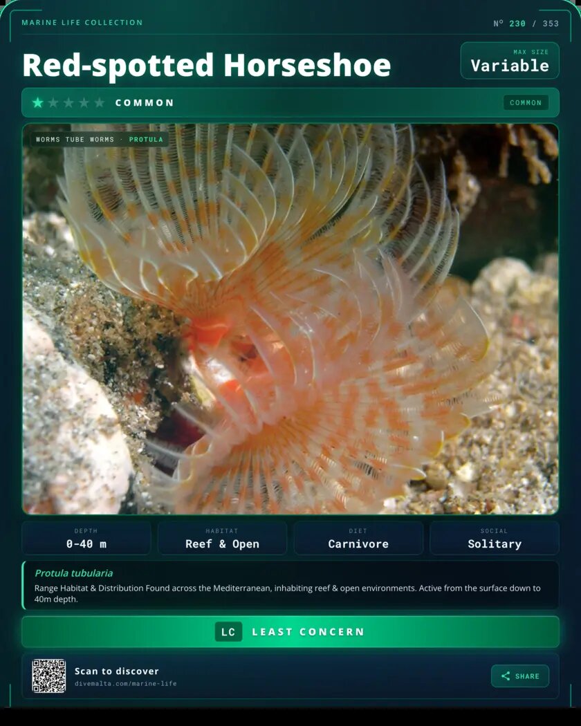 Red-spotted Horseshoe species card