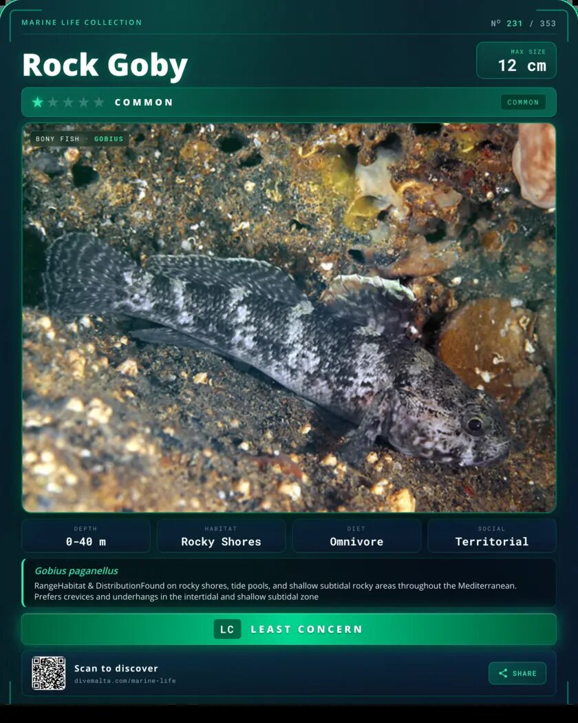 Rock Goby species card