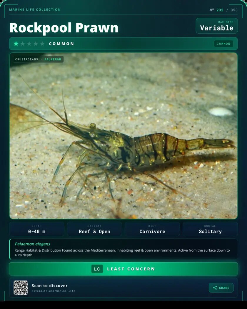 Rockpool Prawn species card