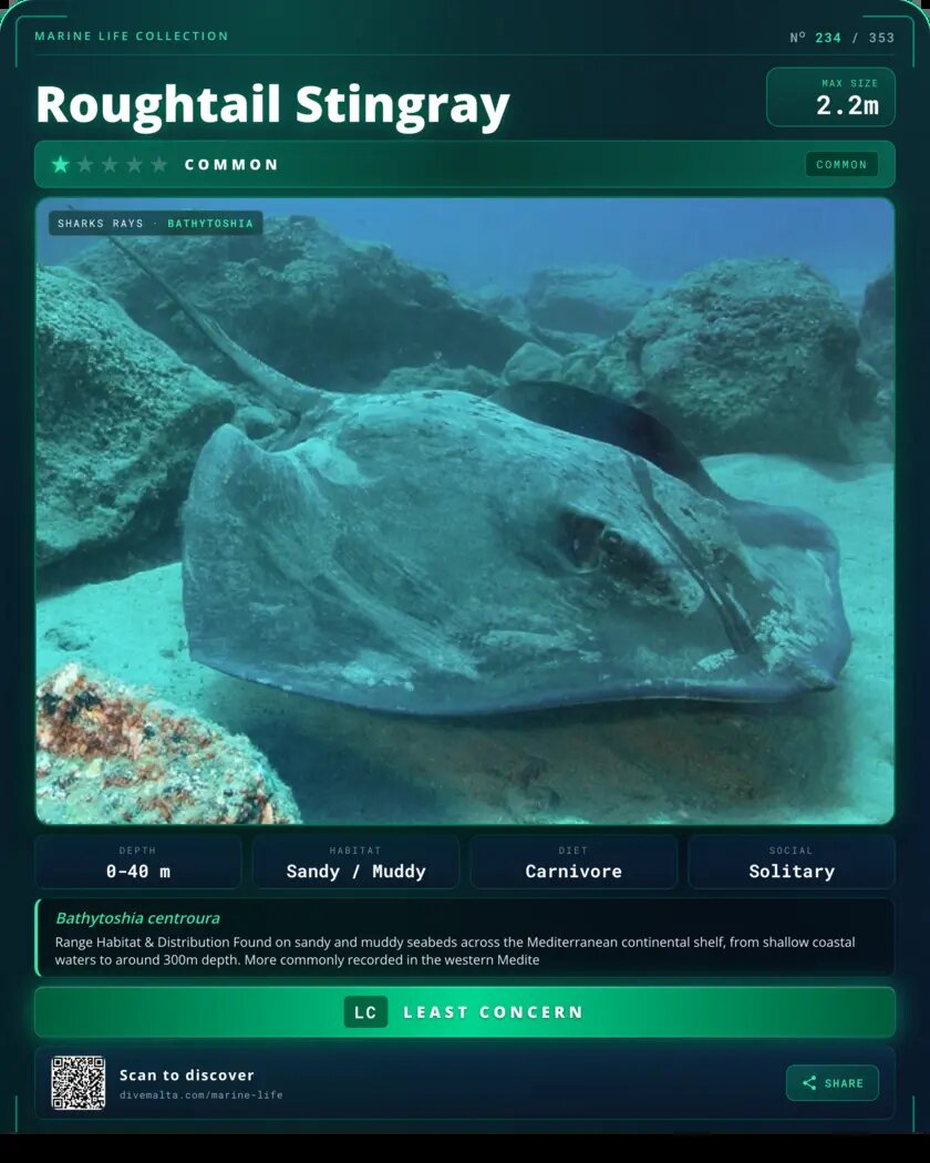 Roughtail Stingray species card
