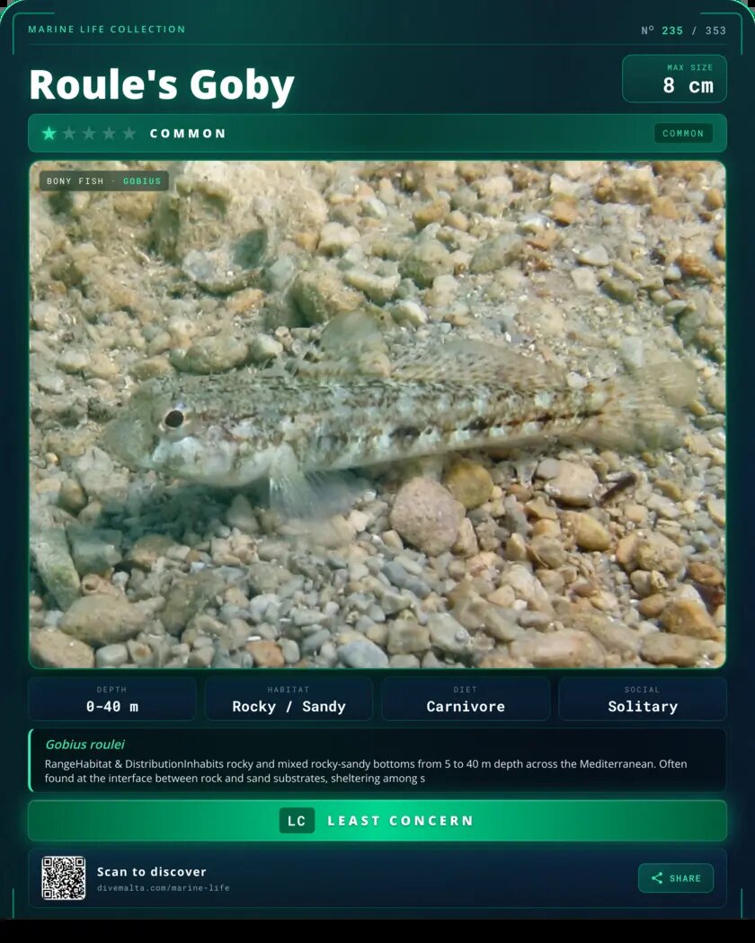 Roule's Goby species card