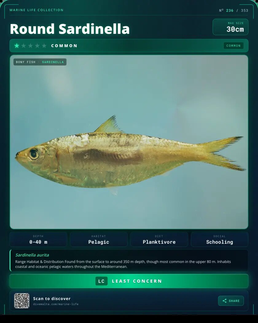 Round Sardinella species card