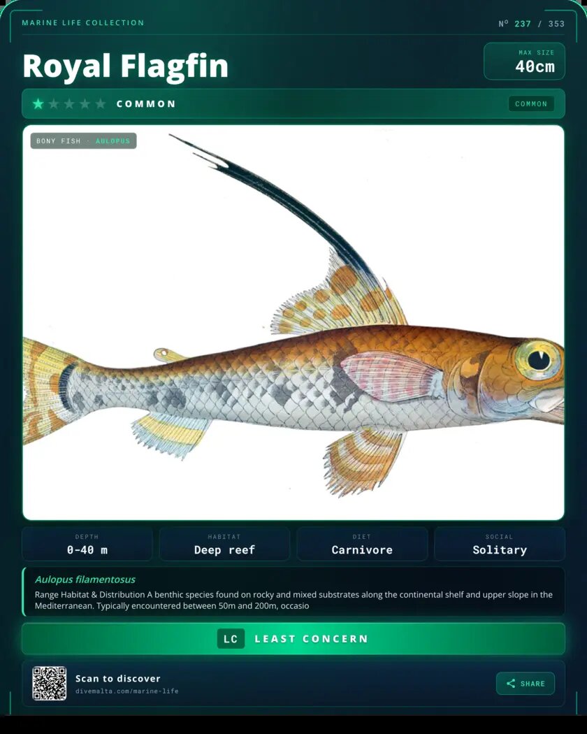 Royal Flagfin species card