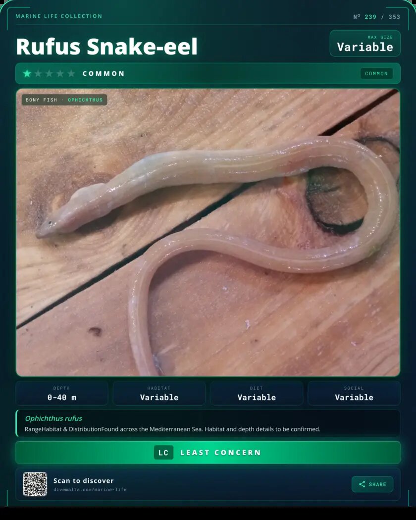 Rufus Snake-eel species card