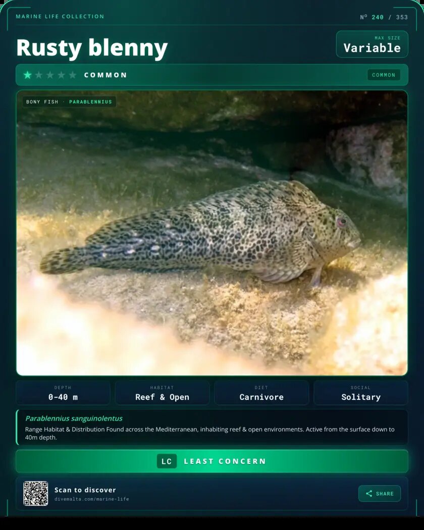 Rusty blenny species card