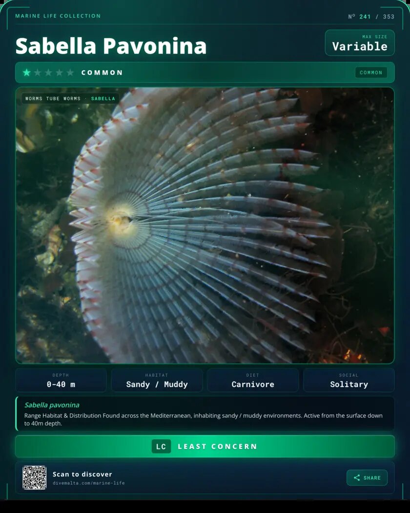 Sabella Pavonina species card