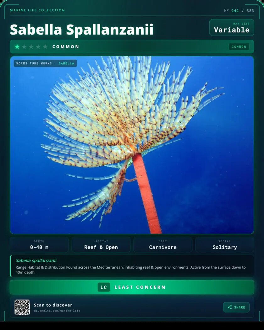 Sabella Spallanzanii species card