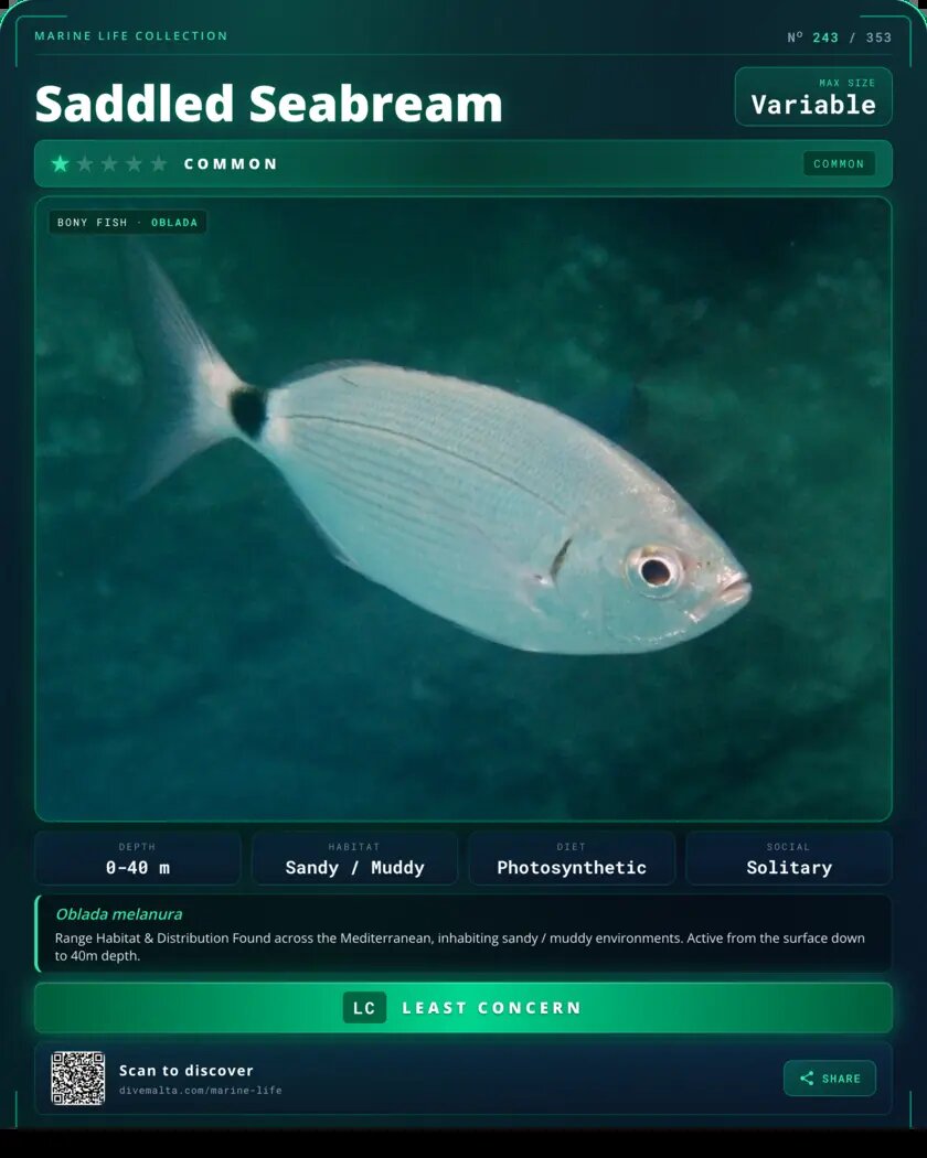 Saddled Seabream species card