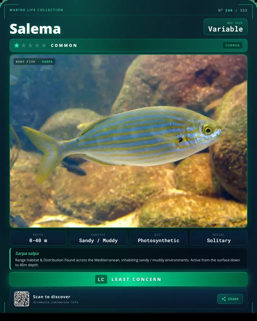 Salema species card
