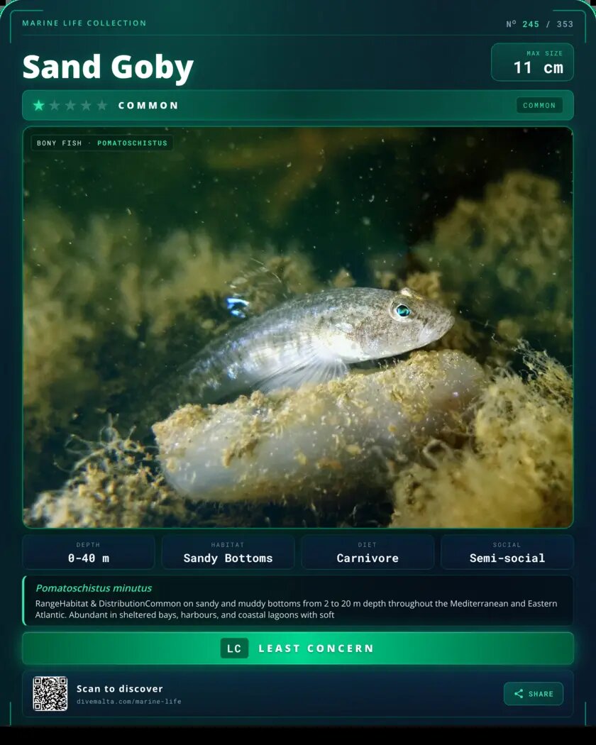 Sand Goby species card