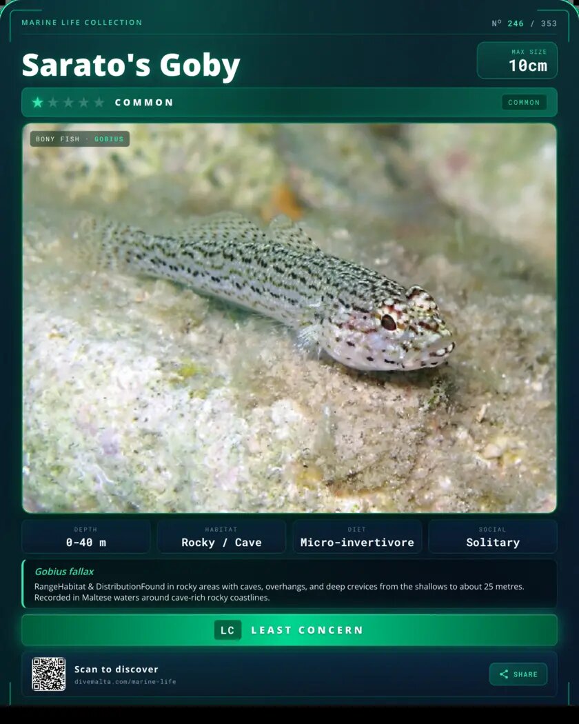 Sarato's Goby species card