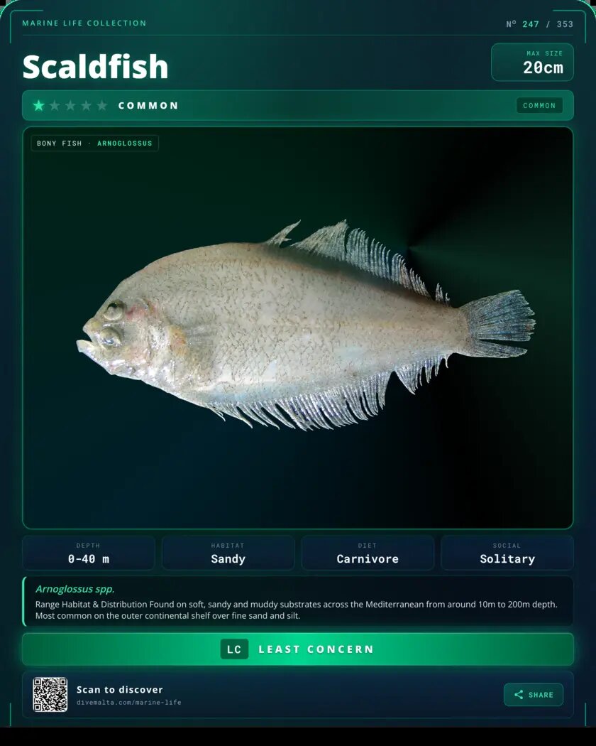 Scaldfish species card