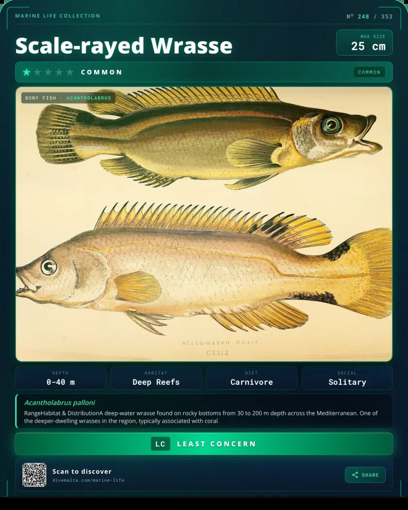 Scale-rayed Wrasse species card