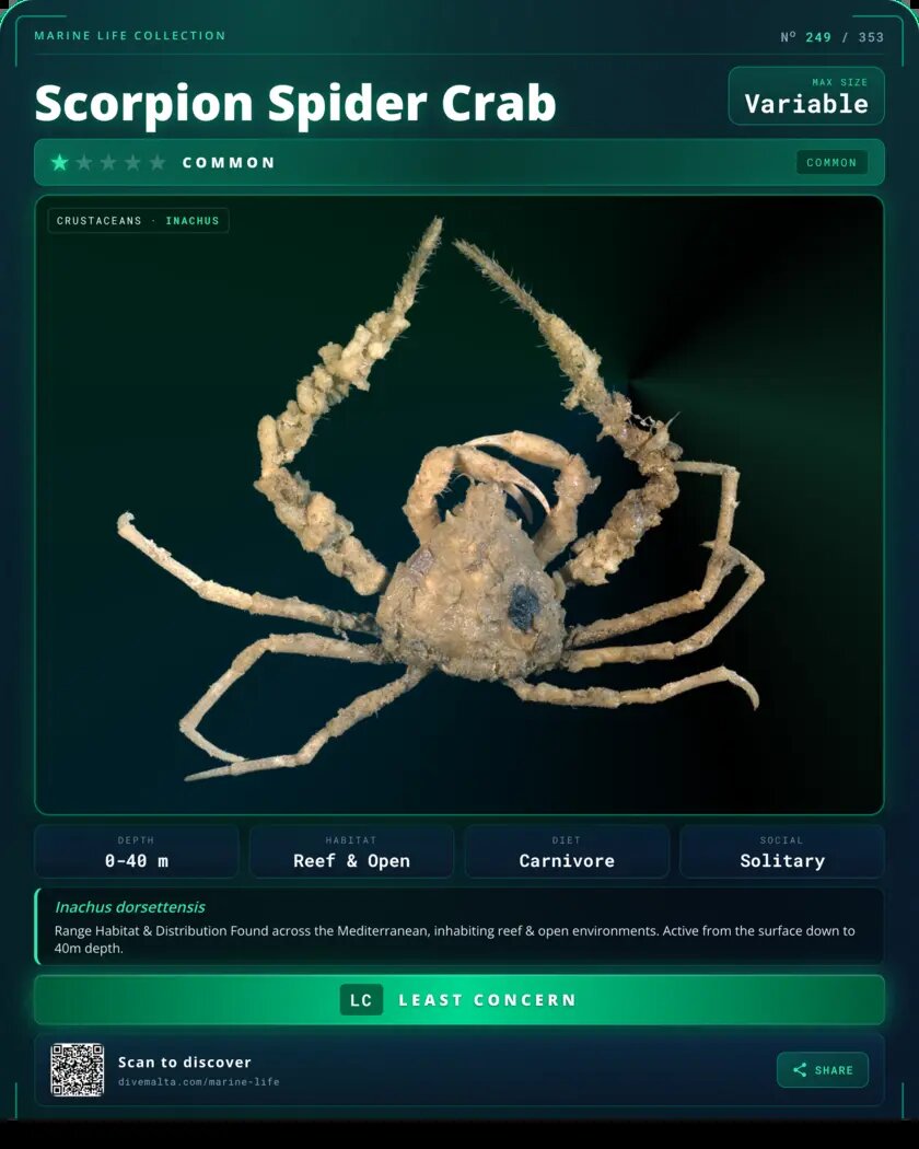 Scorpion Spider Crab species card