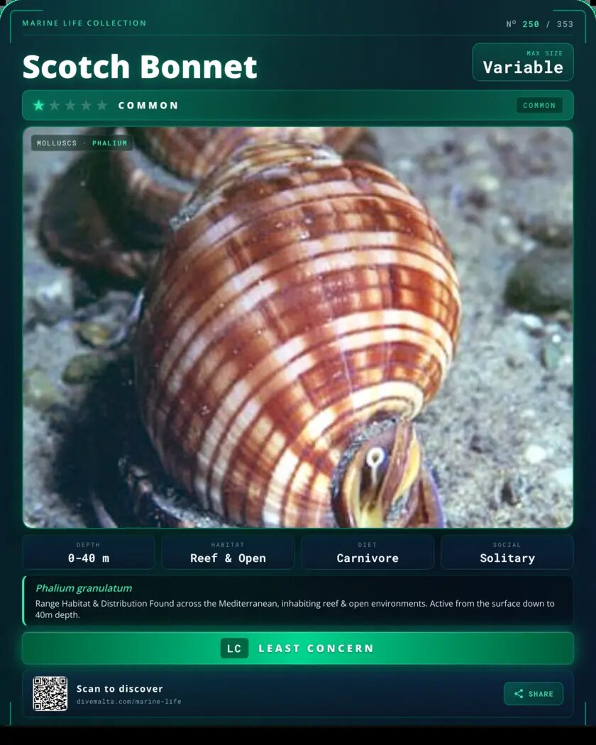 Scotch Bonnet species card