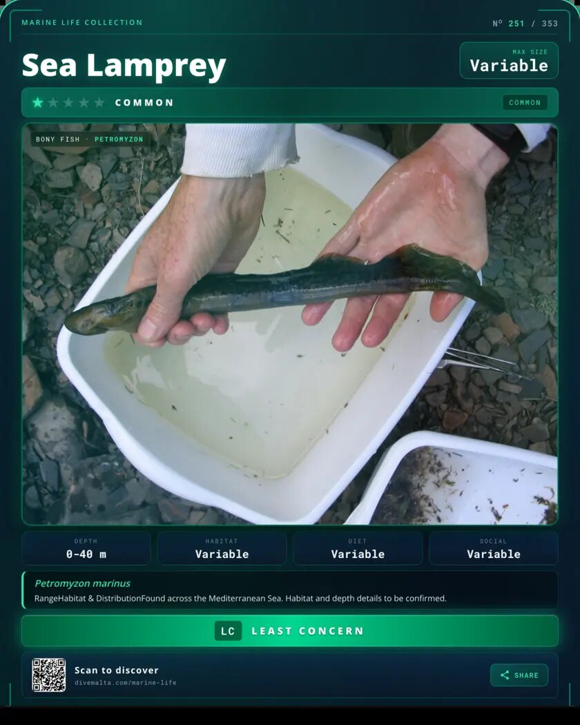 Sea Lamprey species card