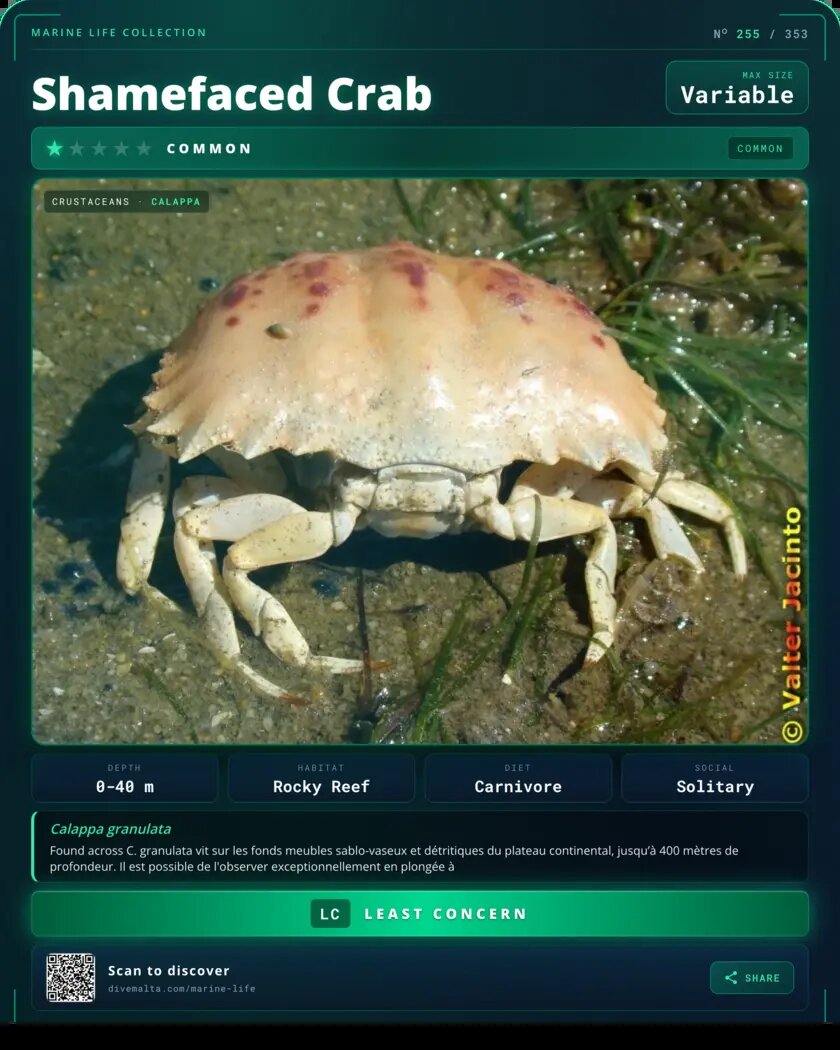 Shamefaced Crab species card