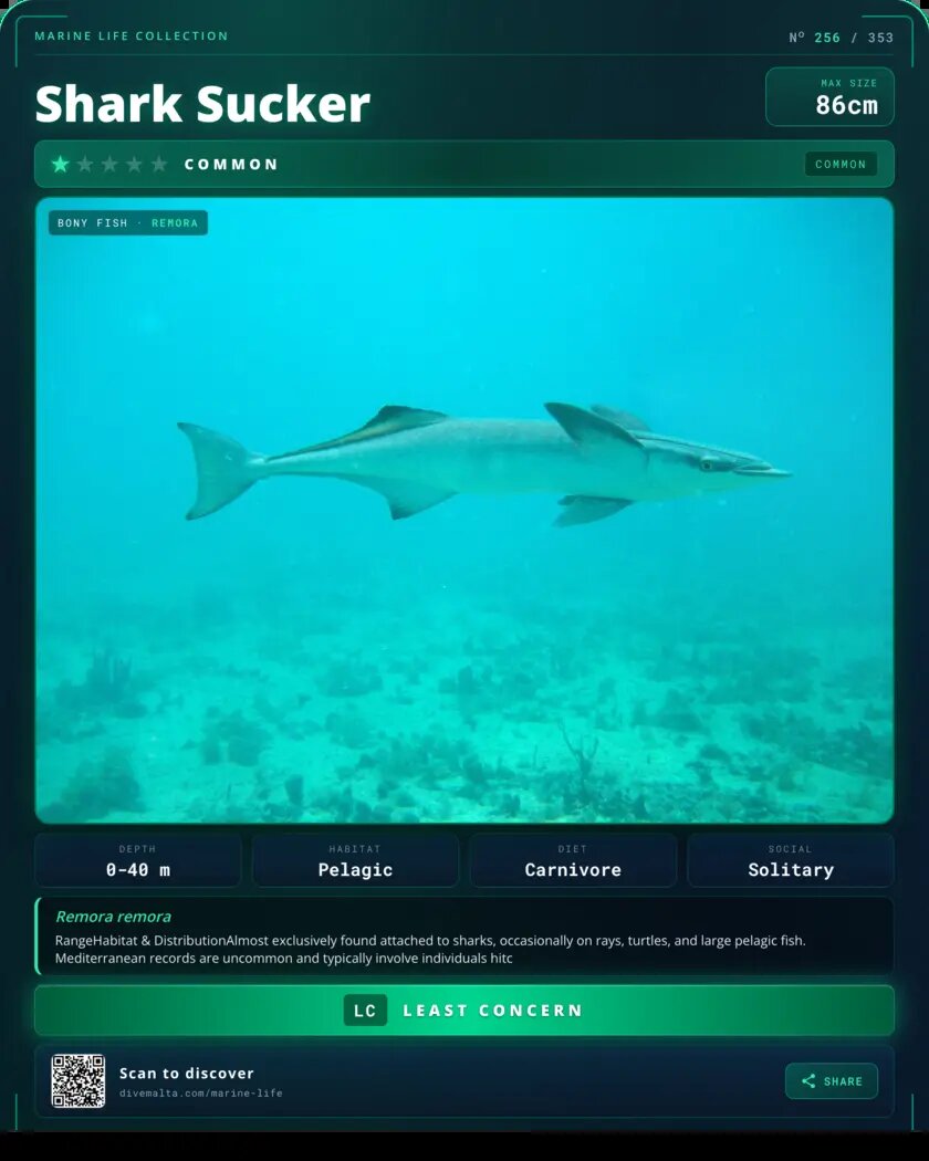 Shark Sucker species card