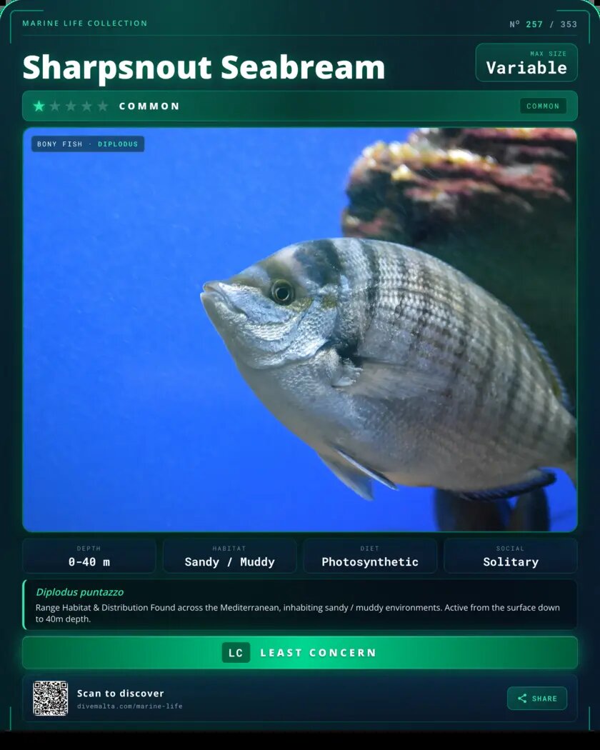 Sharpsnout Seabream species card