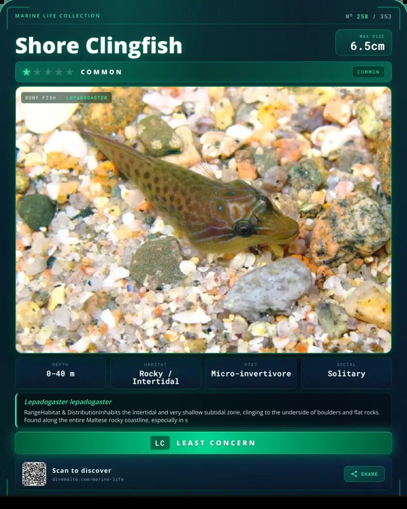 Shore Clingfish species card