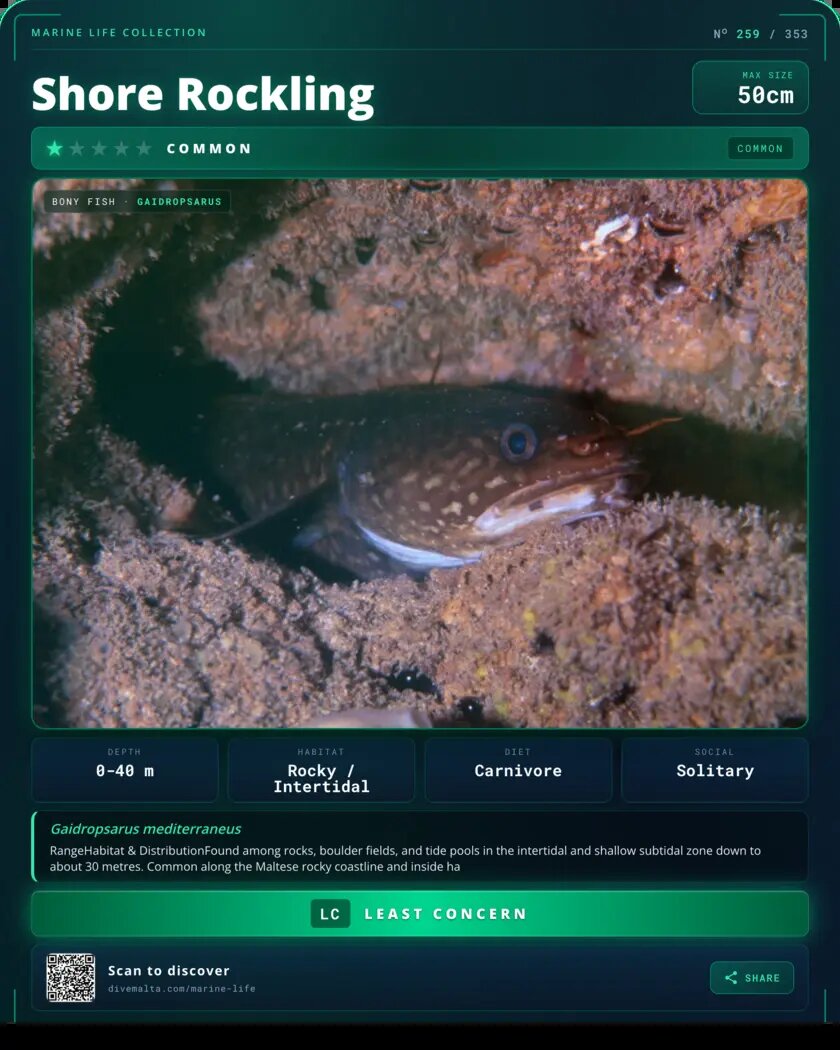 Shore Rockling species card