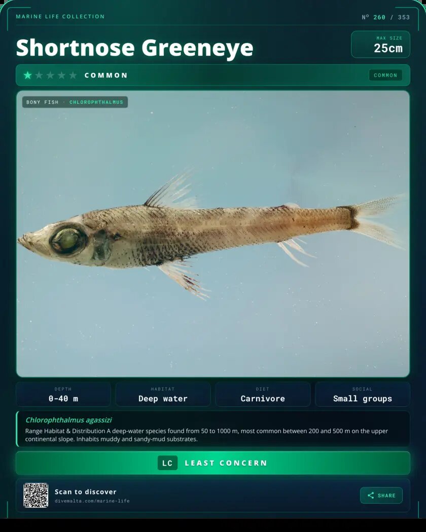 Shortnose Greeneye species card