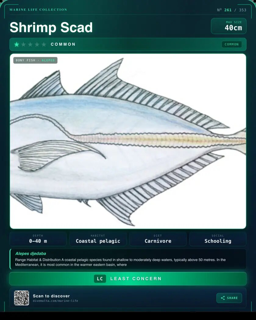 Shrimp Scad species card