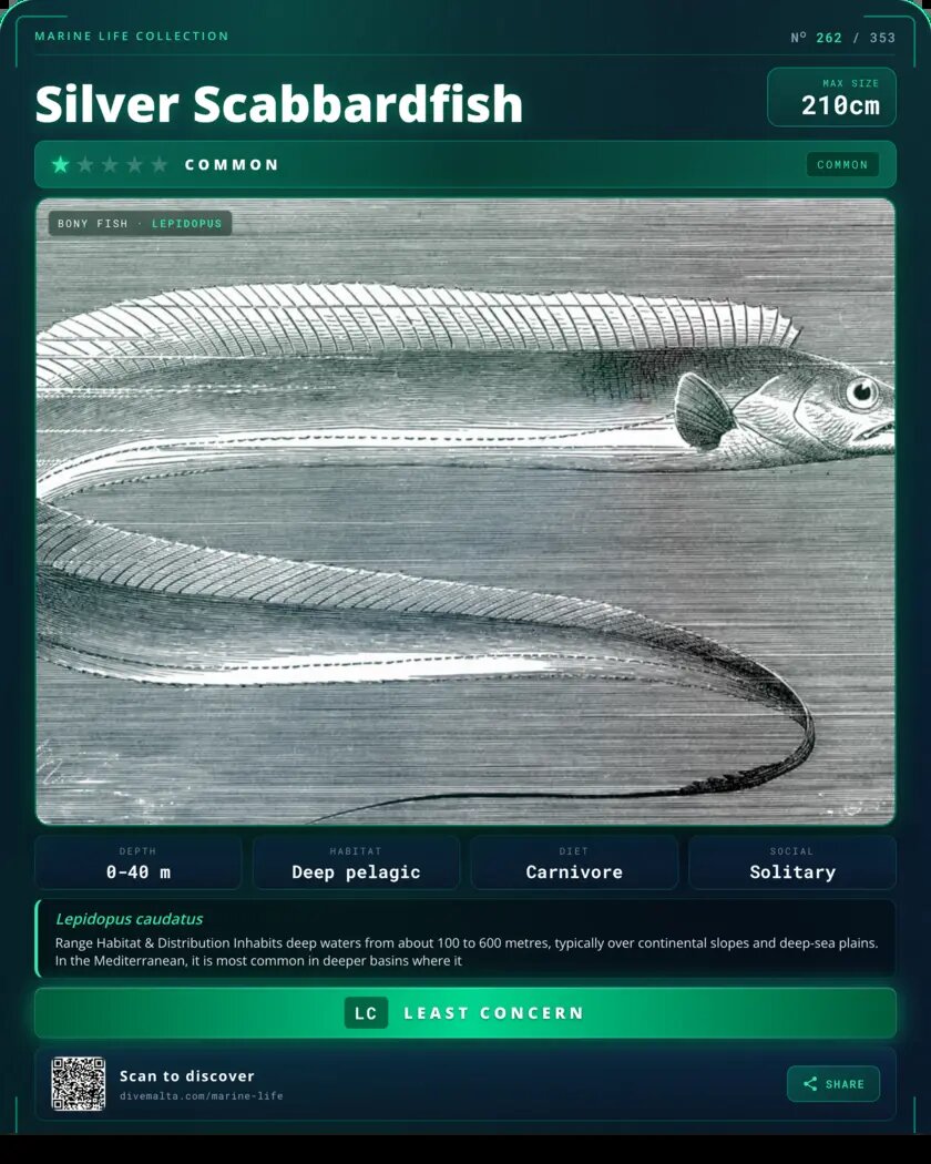 Silver Scabbardfish species card