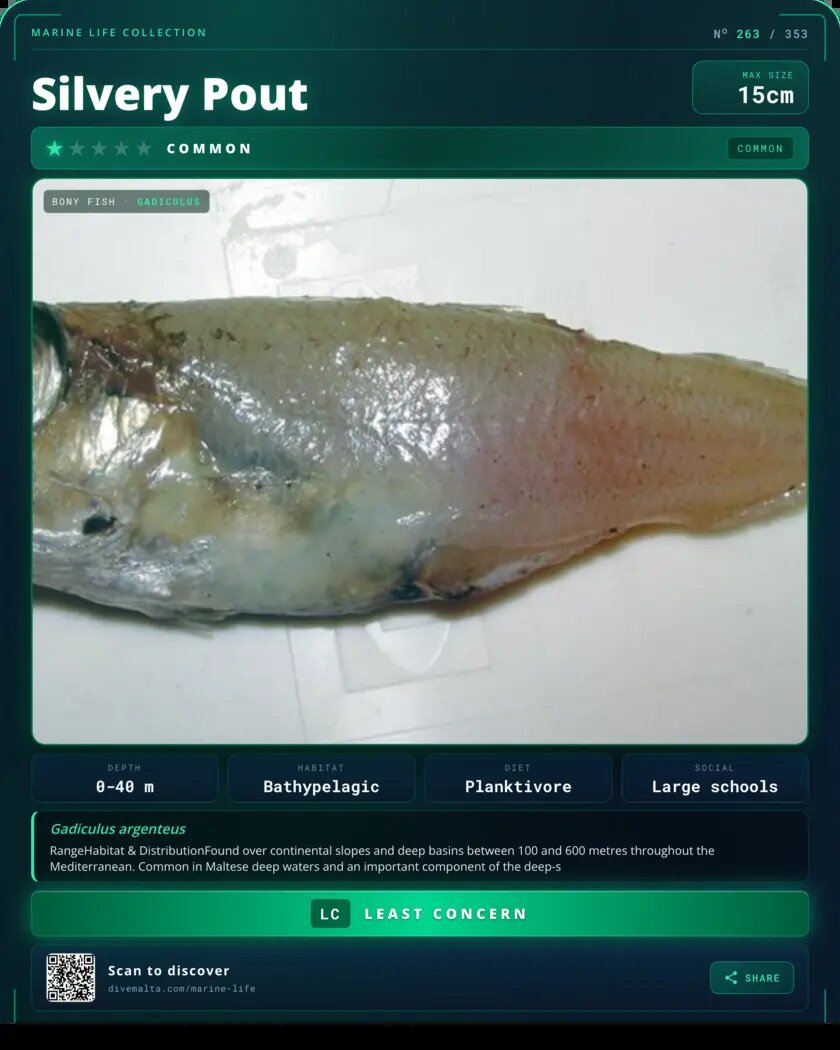 Silvery Pout species card