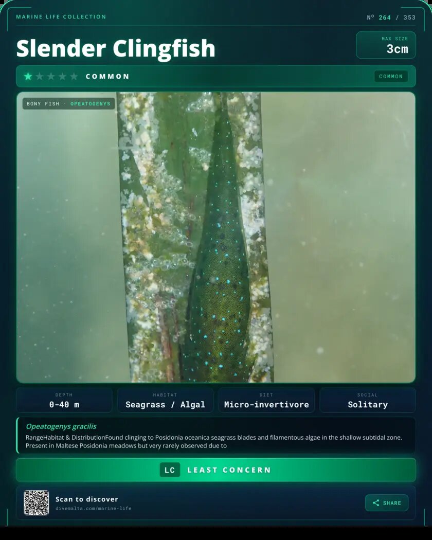 Slender Clingfish species card