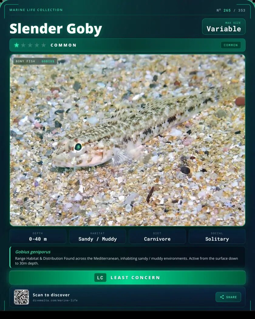 Slender Goby species card