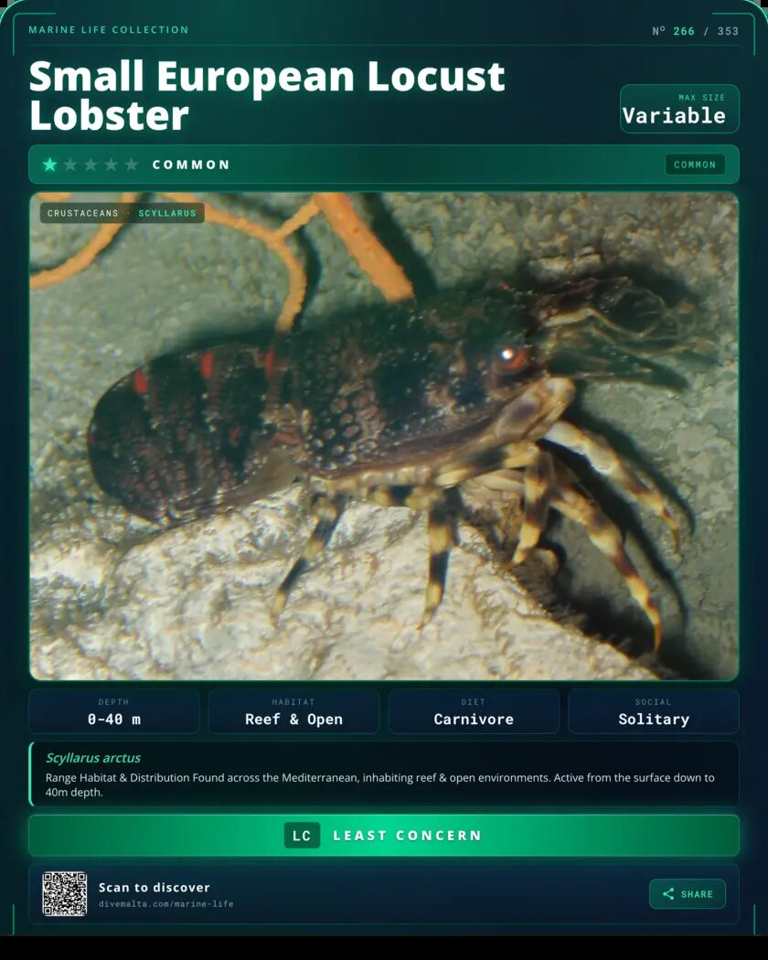 Small European Locust Lobster species card