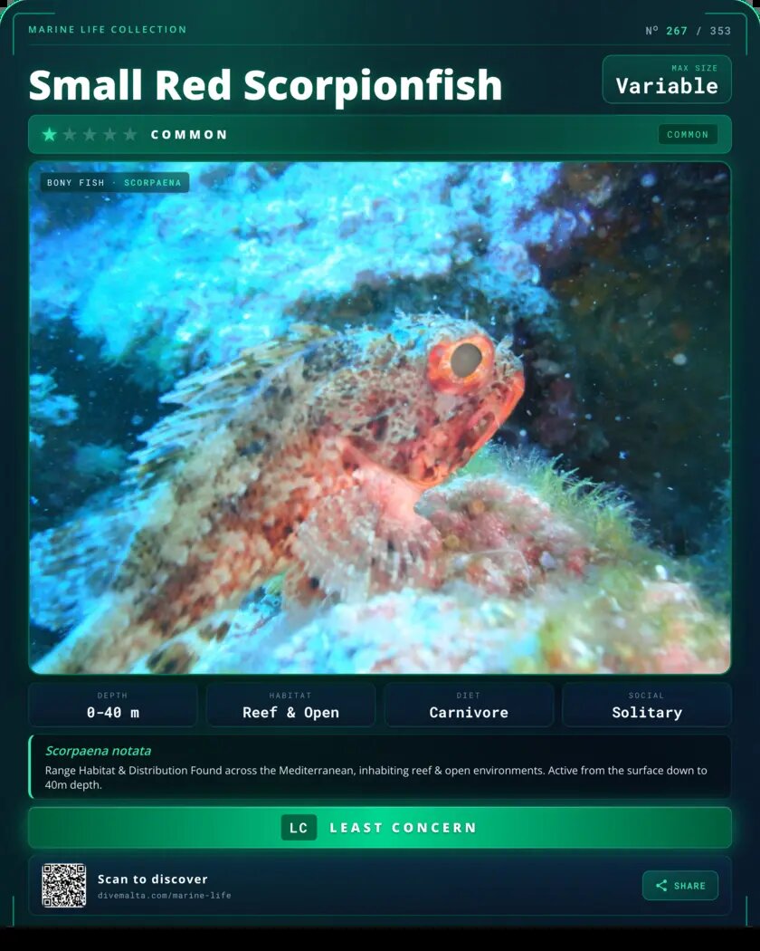 Small Red Scorpionfish species card