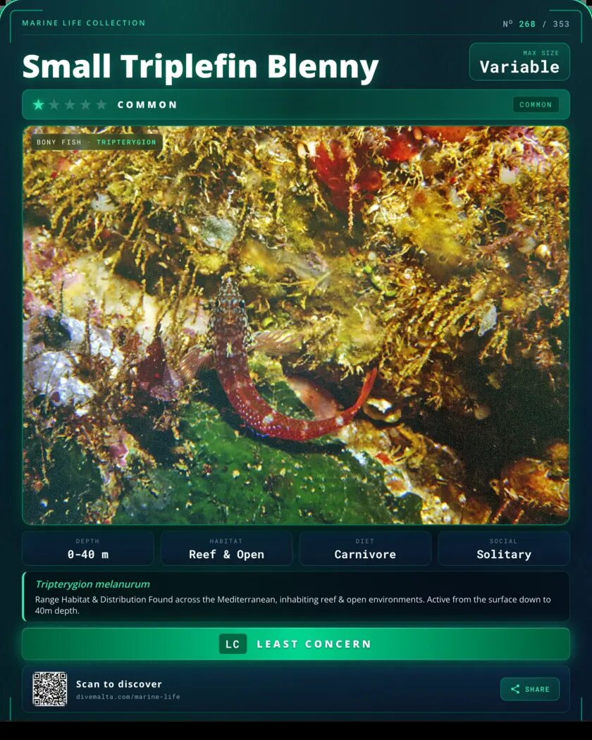 Small Triplefin Blenny species card