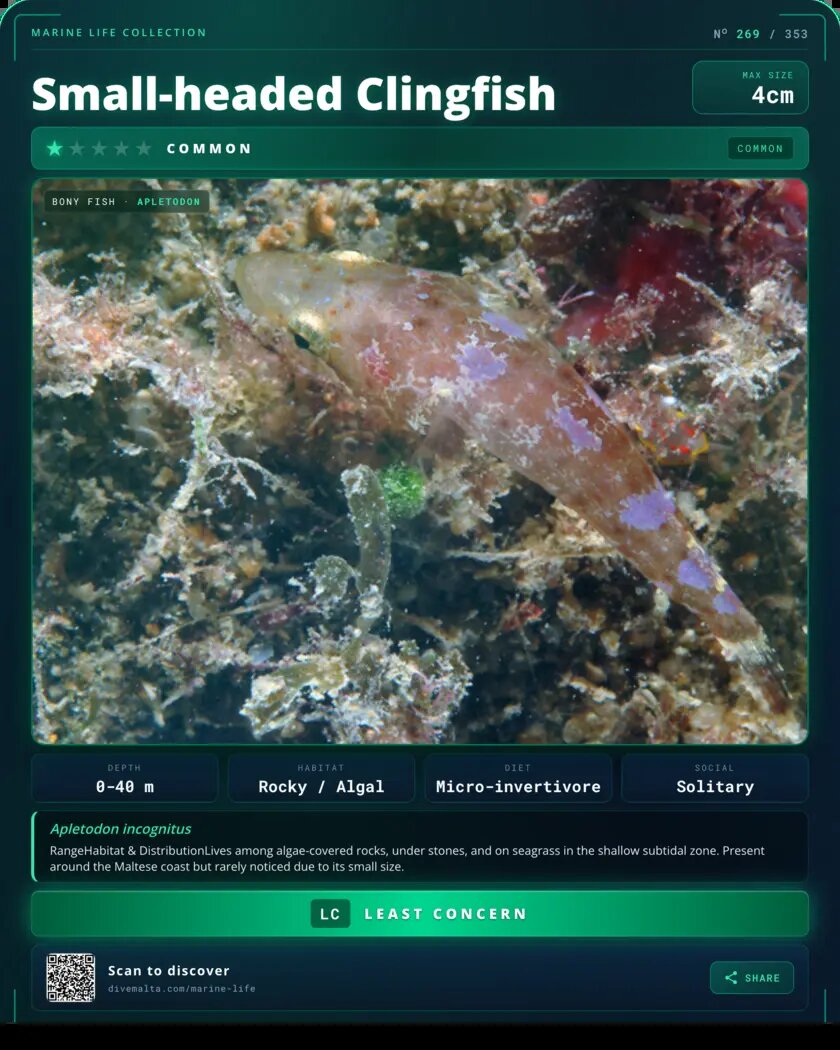 Small-headed Clingfish species card