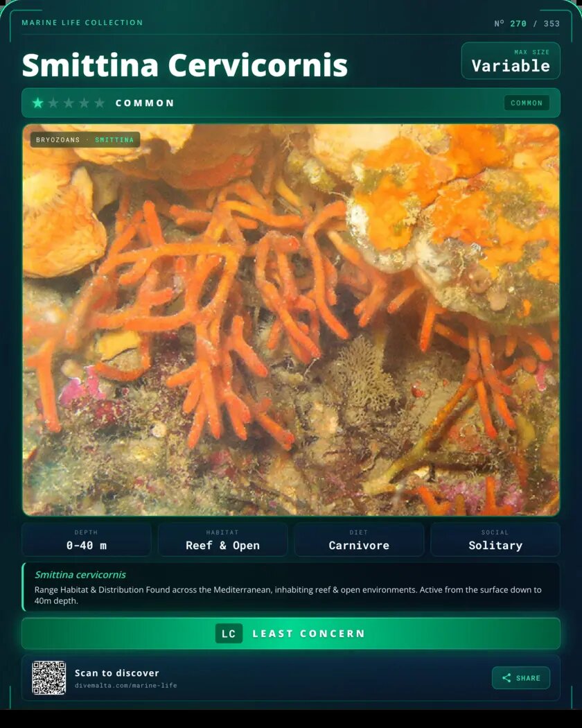 Smittina Cervicornis species card