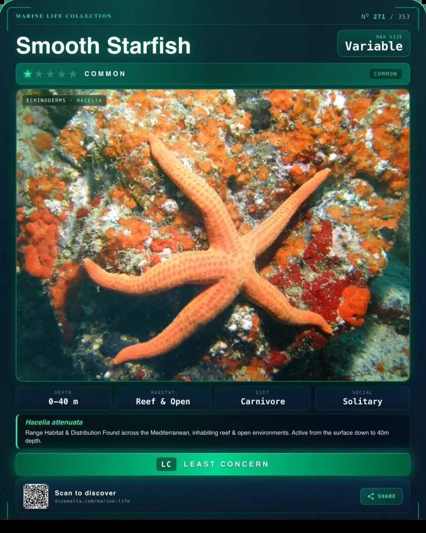 Smooth Starfish species card