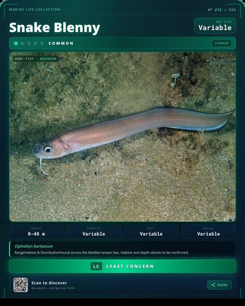 Snake Blenny species card