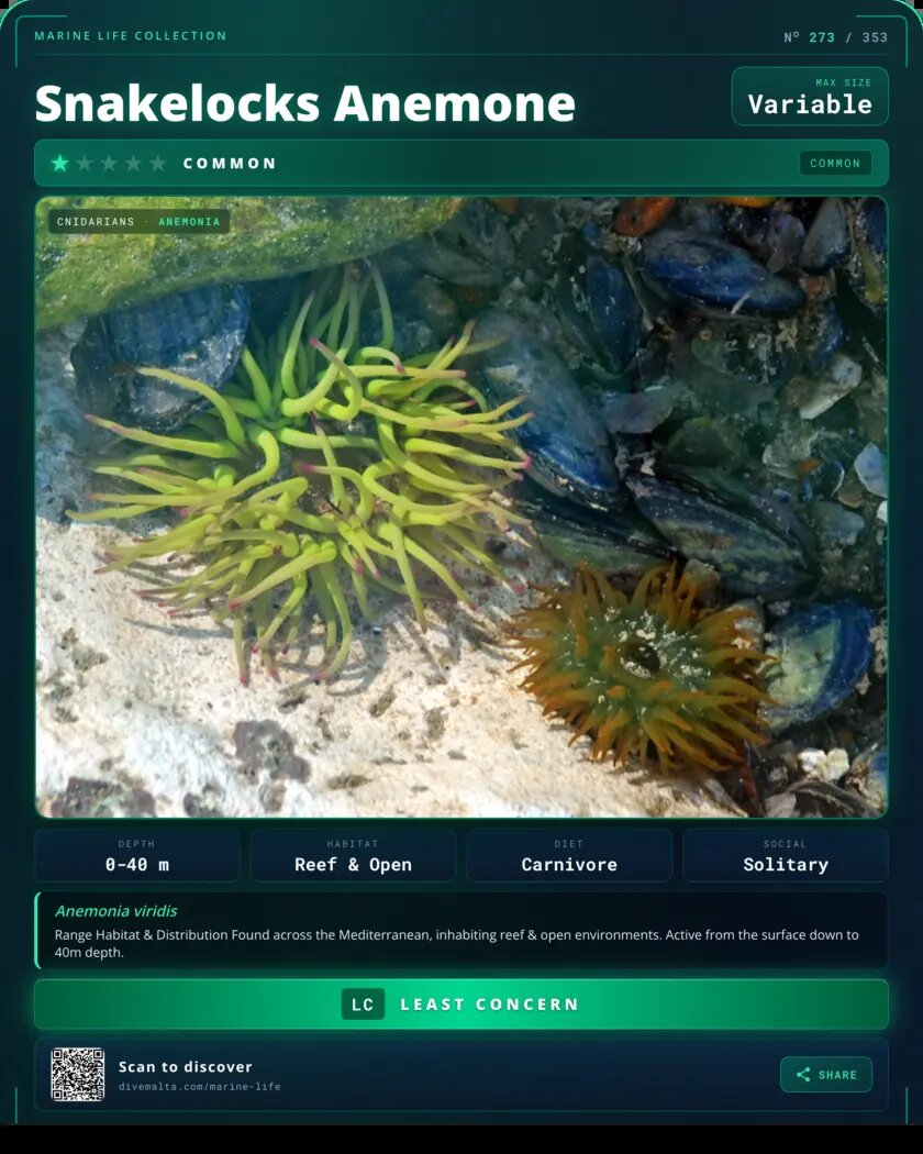 Snakelocks Anemone species card