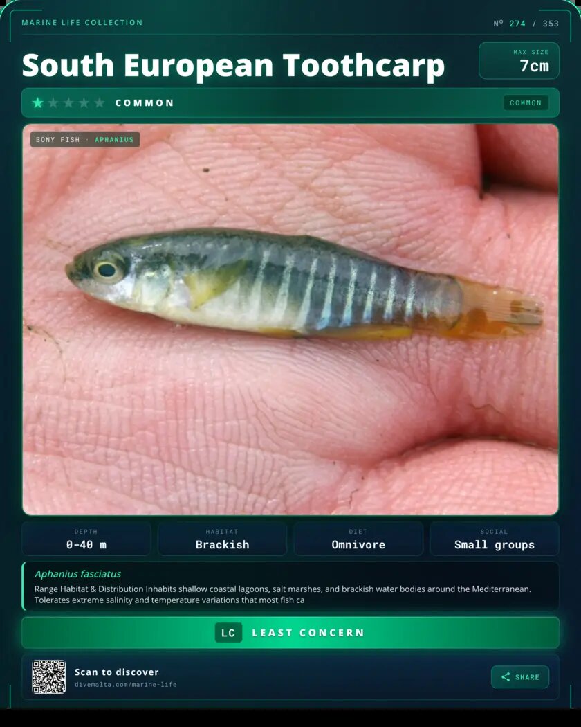 South European Toothcarp species card