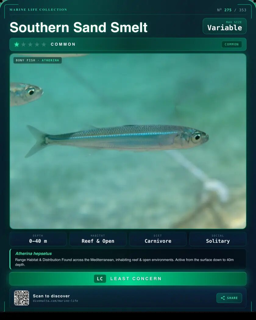 Southern Sand Smelt species card