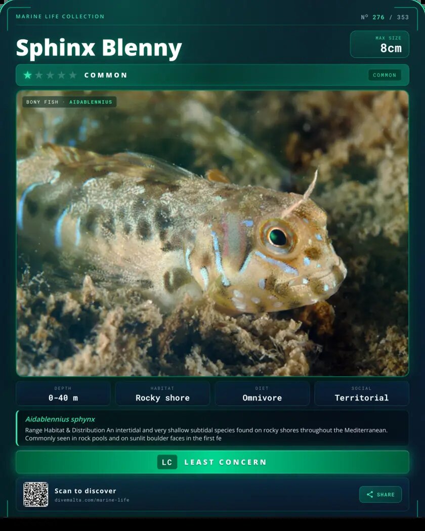 Sphinx Blenny species card