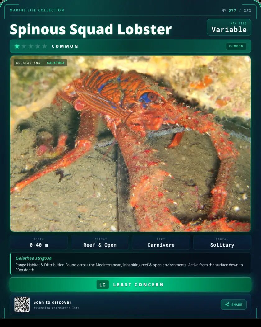 Spinous Squad Lobster species card