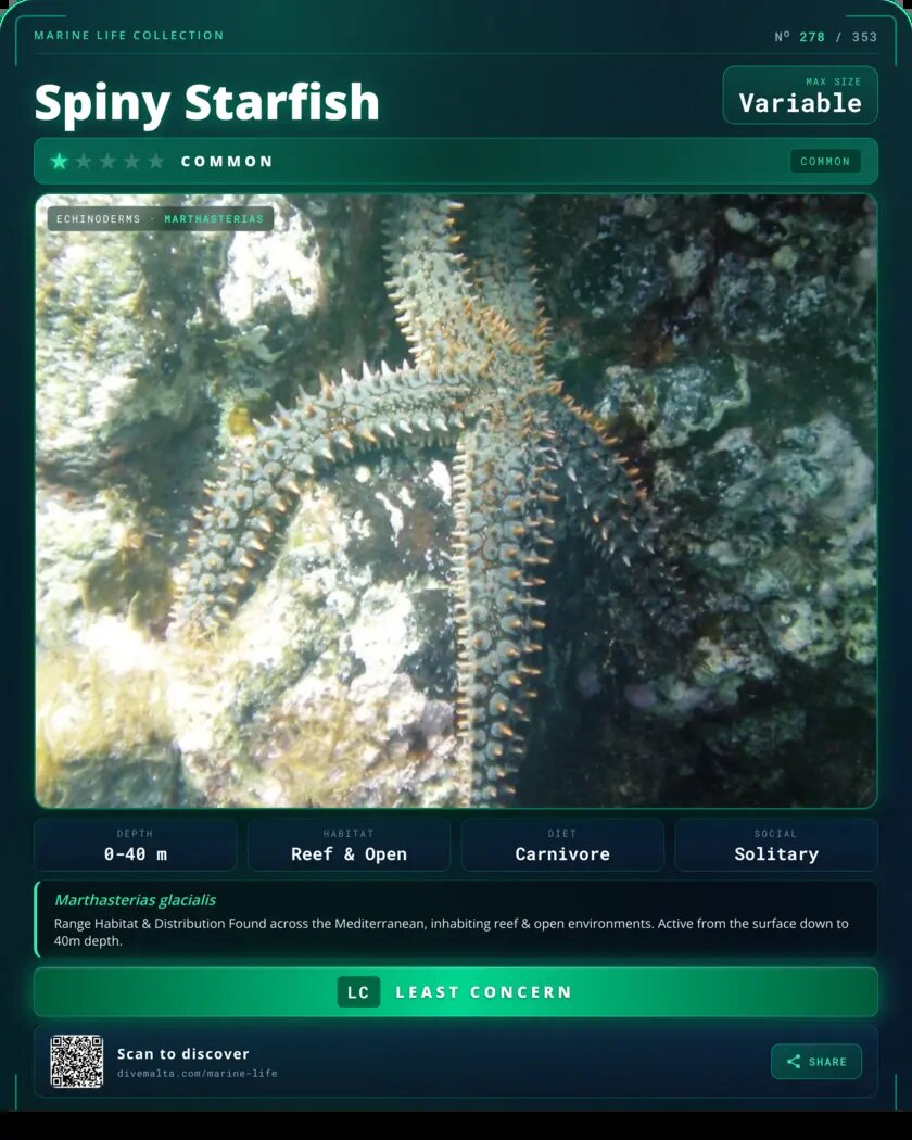 Spiny Starfish species card