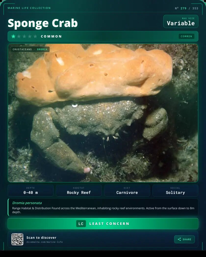 Sponge Crab species card
